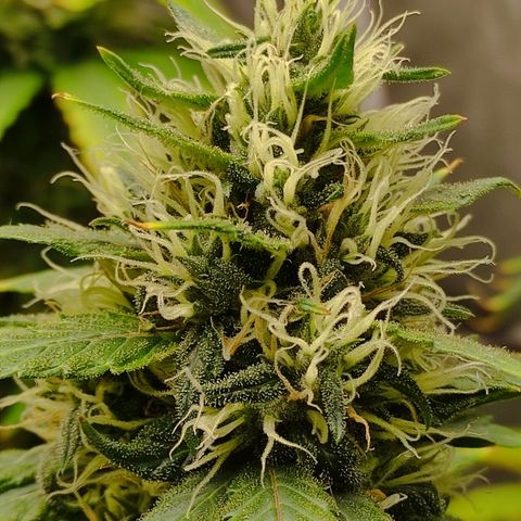 MD growlog timeline photo