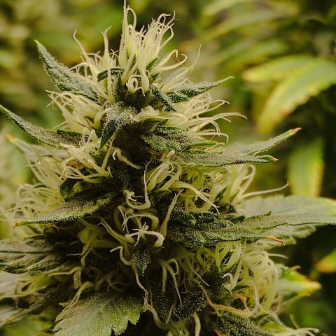 MD growlog timeline photo