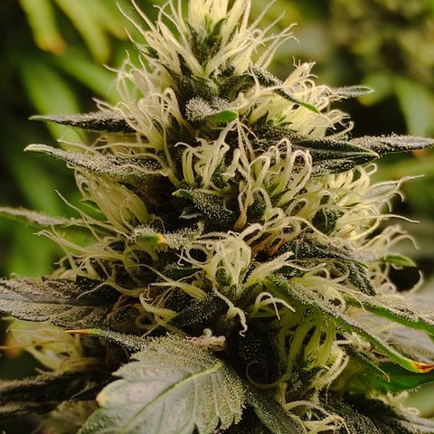 MD growlog timeline photo
