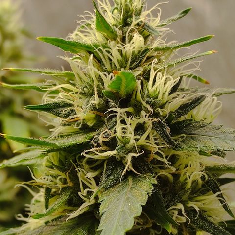 MD growlog timeline photo