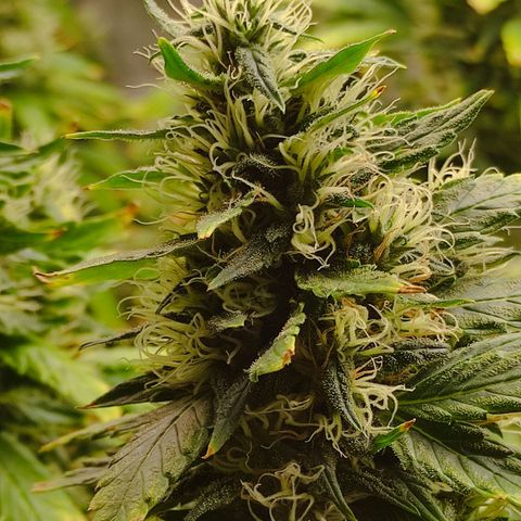 MD growlog timeline photo