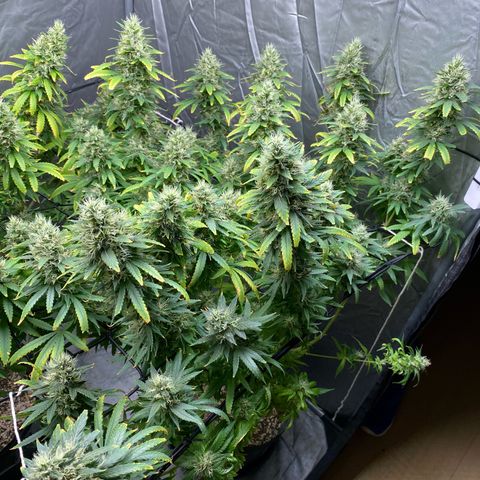 MD growlog timeline photo