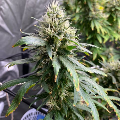MD growlog timeline photo