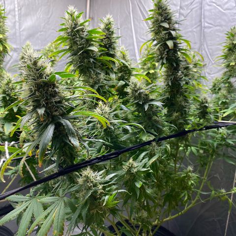 MD growlog timeline photo