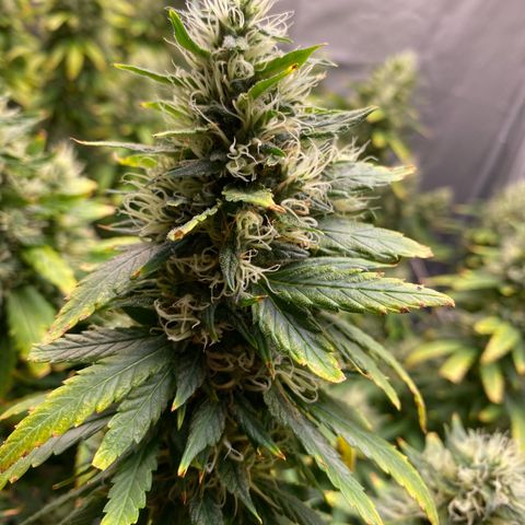 MD growlog timeline photo