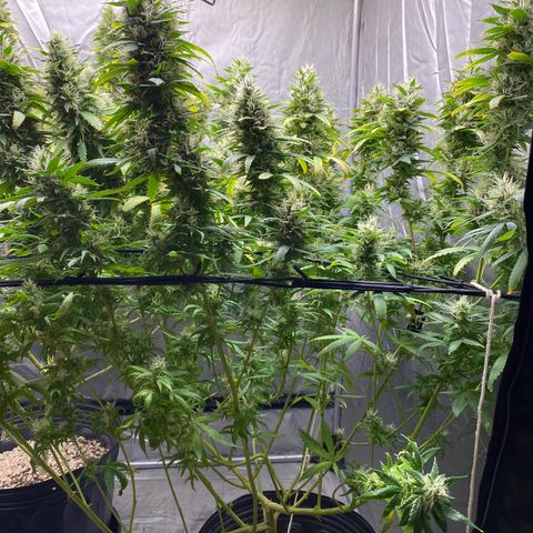 MD growlog timeline photo