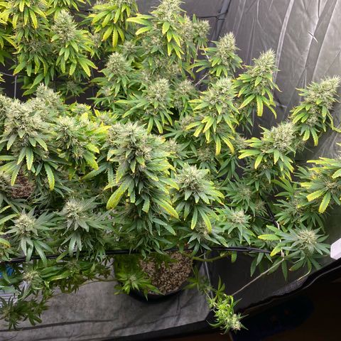 MD growlog timeline photo