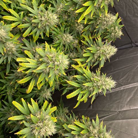 MD growlog timeline photo