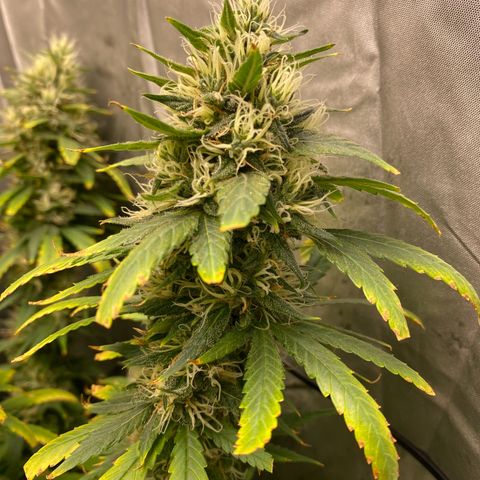 MD growlog timeline photo