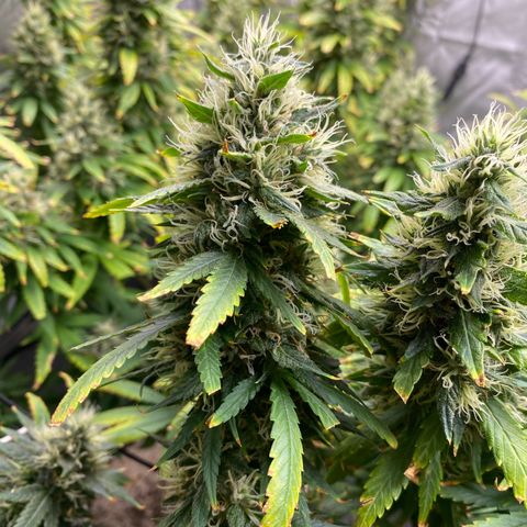 MD growlog timeline photo