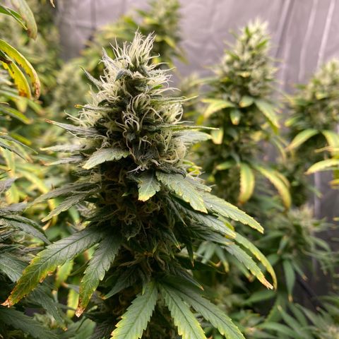 MD growlog timeline photo