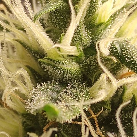 MD growlog timeline photo