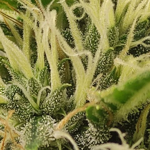 MD growlog timeline photo