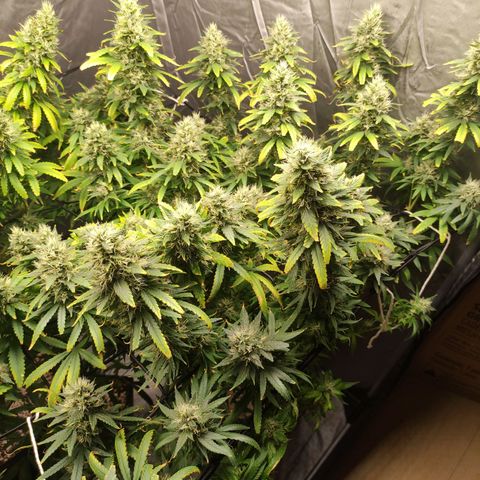 MD growlog timeline photo