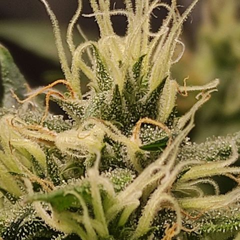 MD growlog timeline photo