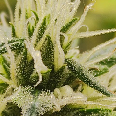MD growlog timeline photo