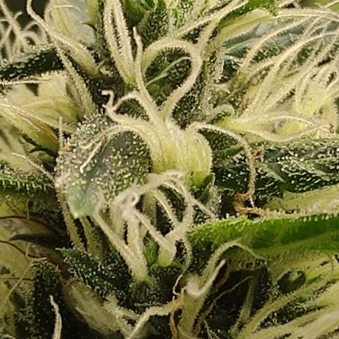 MD growlog timeline photo