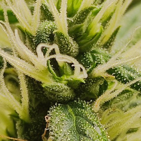 MD growlog timeline photo