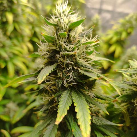 MD growlog timeline photo