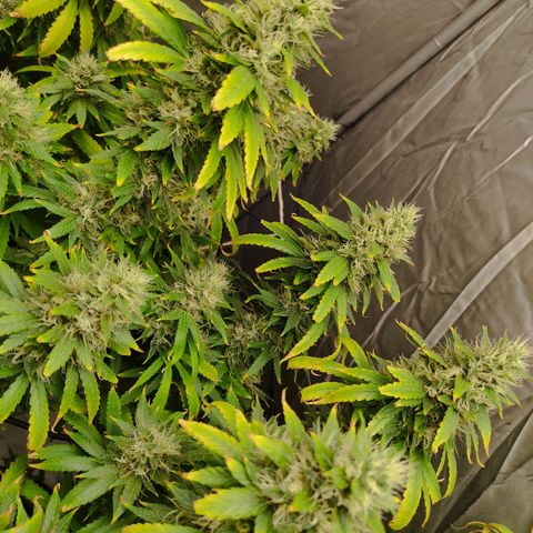 MD growlog timeline photo