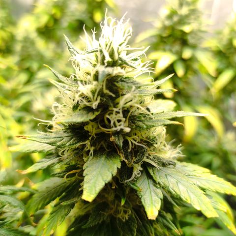MD growlog timeline photo