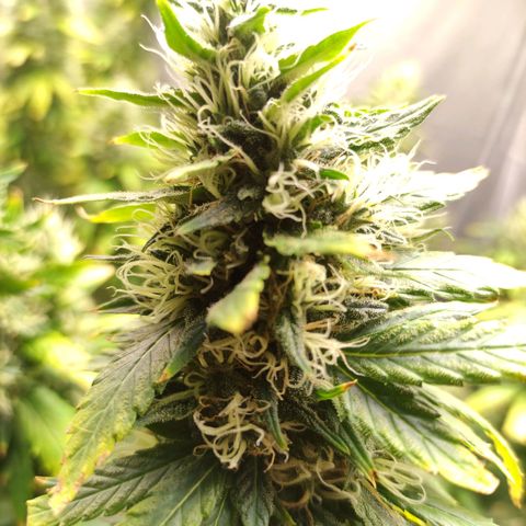 MD growlog timeline photo