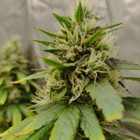 MD growlog timeline photo