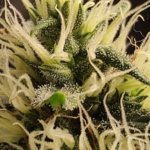 MD growlog timeline photo