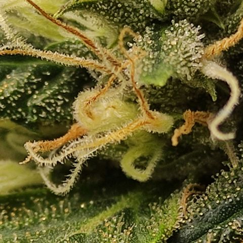 MD growlog timeline photo