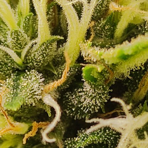 MD growlog timeline photo