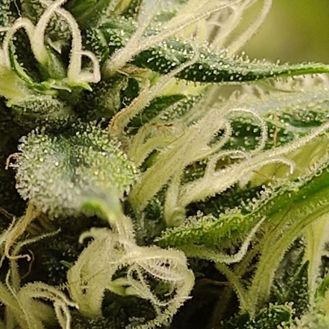 MD growlog timeline photo
