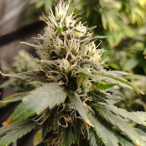 MD growlog timeline photo