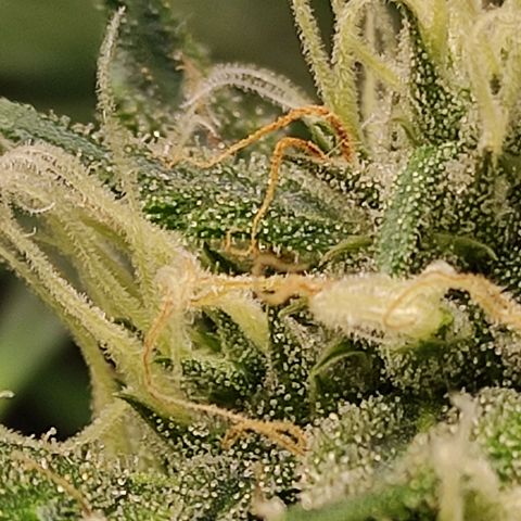 MD growlog timeline photo