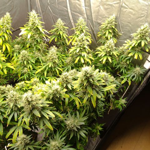 MD growlog timeline photo