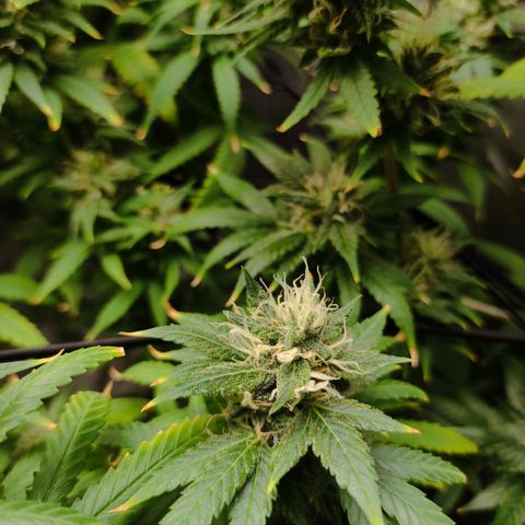 MD growlog timeline photo