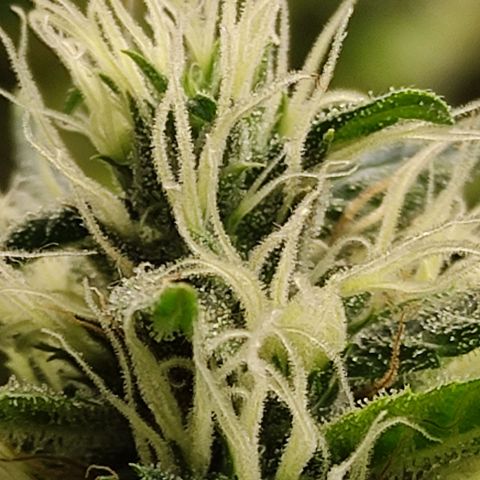 MD growlog timeline photo