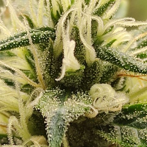MD growlog timeline photo