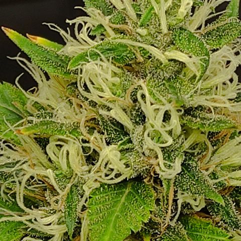MD growlog timeline photo