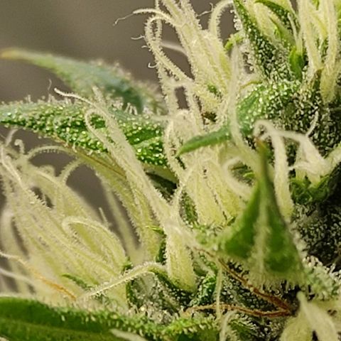 MD growlog timeline photo