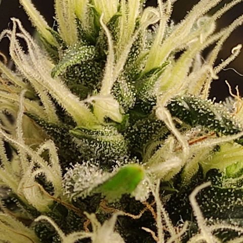 MD growlog timeline photo