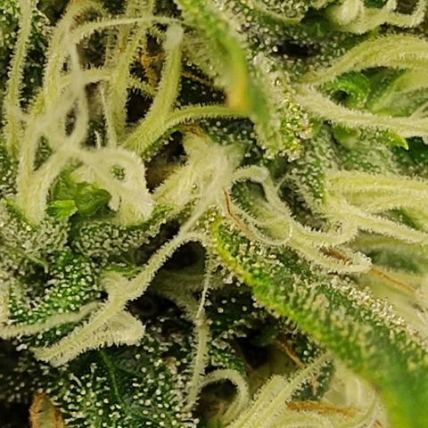 MD growlog timeline photo