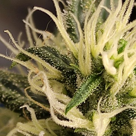 MD growlog timeline photo