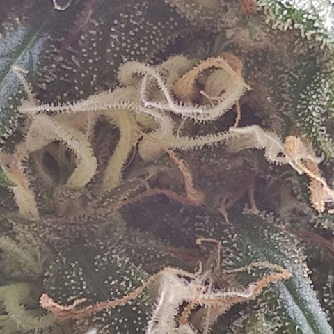 MD growlog timeline photo