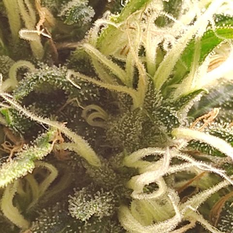 MD growlog timeline photo