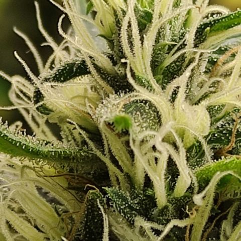 MD growlog timeline photo