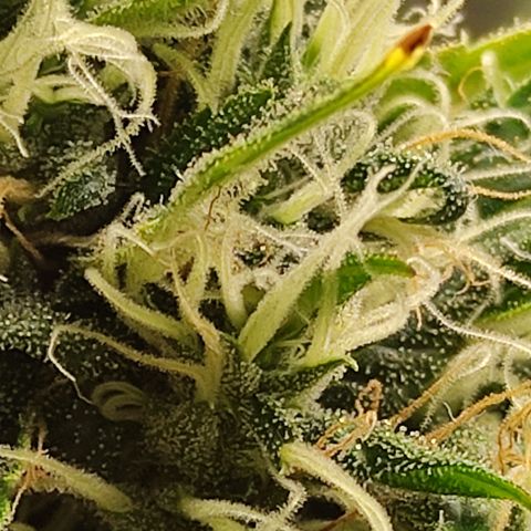 MD growlog timeline photo