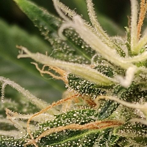 MD growlog timeline photo