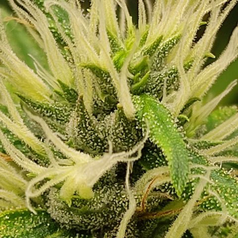 MD growlog timeline photo