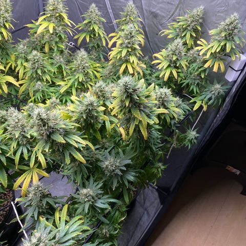 MD growlog timeline photo