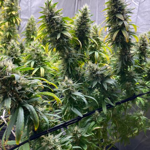 MD growlog timeline photo